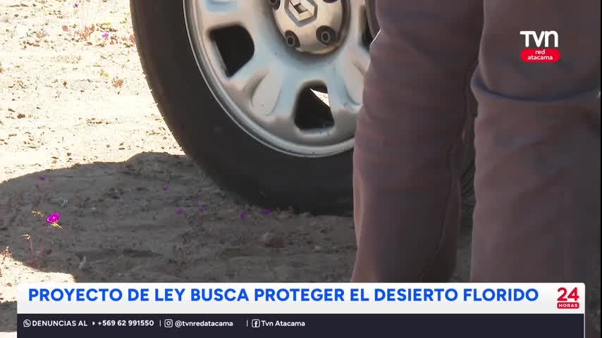 Proyecto de Ley busca proteger el desierto florido
