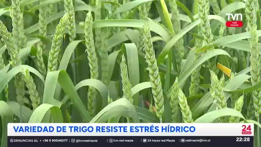 Desarrollan variedad de trigo que resiste altas temperaturas y falta de agua