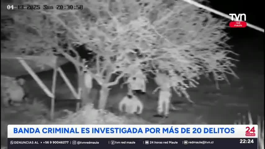 Banda criminal que robó más de 200 kilos de marihuana fue desarticulada
