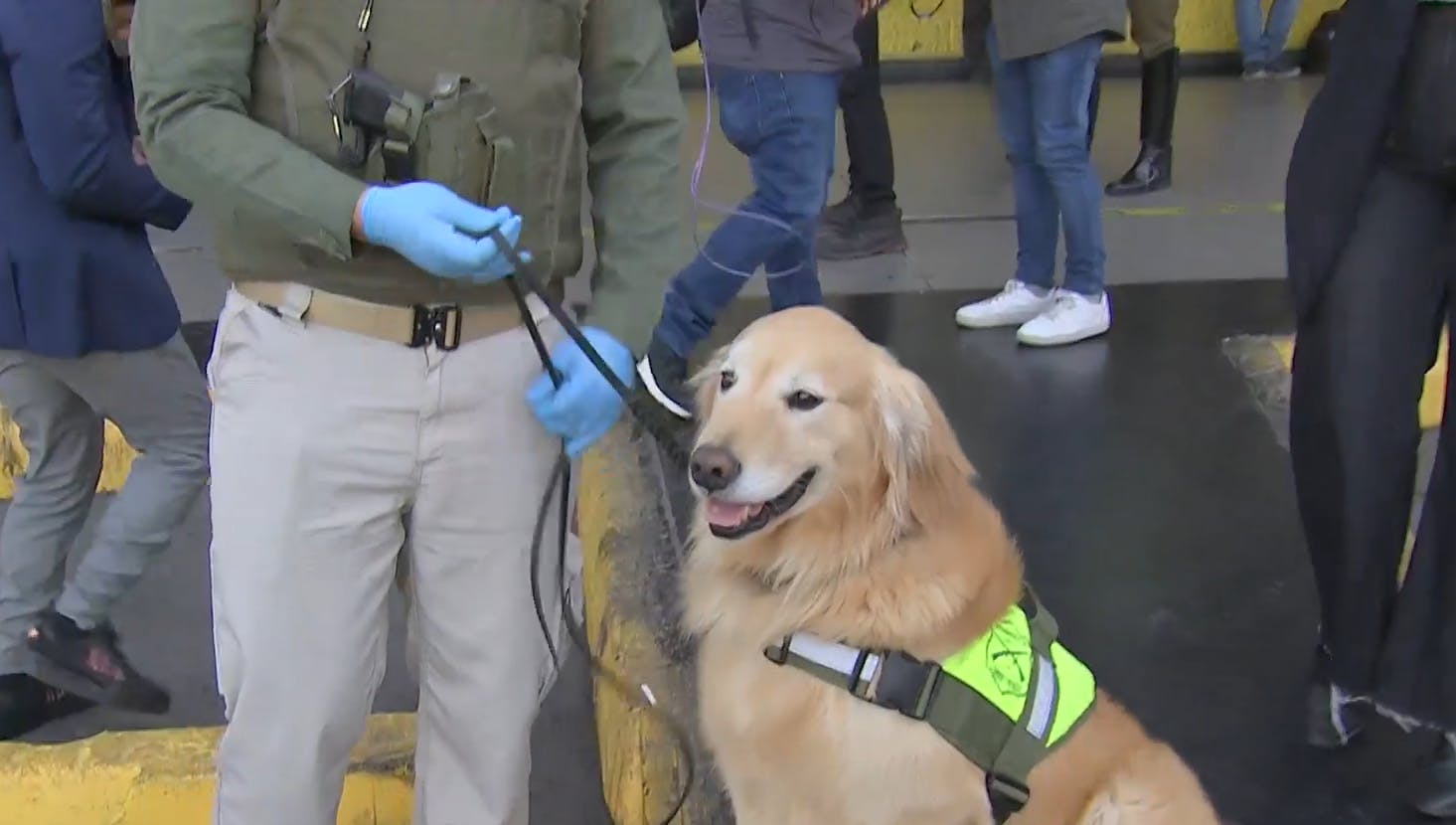 "Flipper", el perrito fiscalizador que se prepara para jubilar en diciembre 
