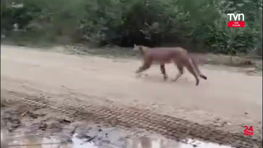 Maule en alerta por avistamiento de puma
