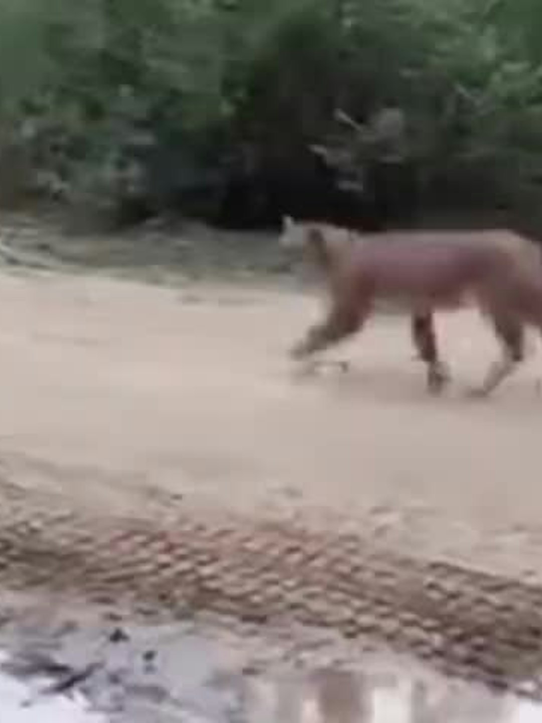 Maule en alerta por avistamiento de puma