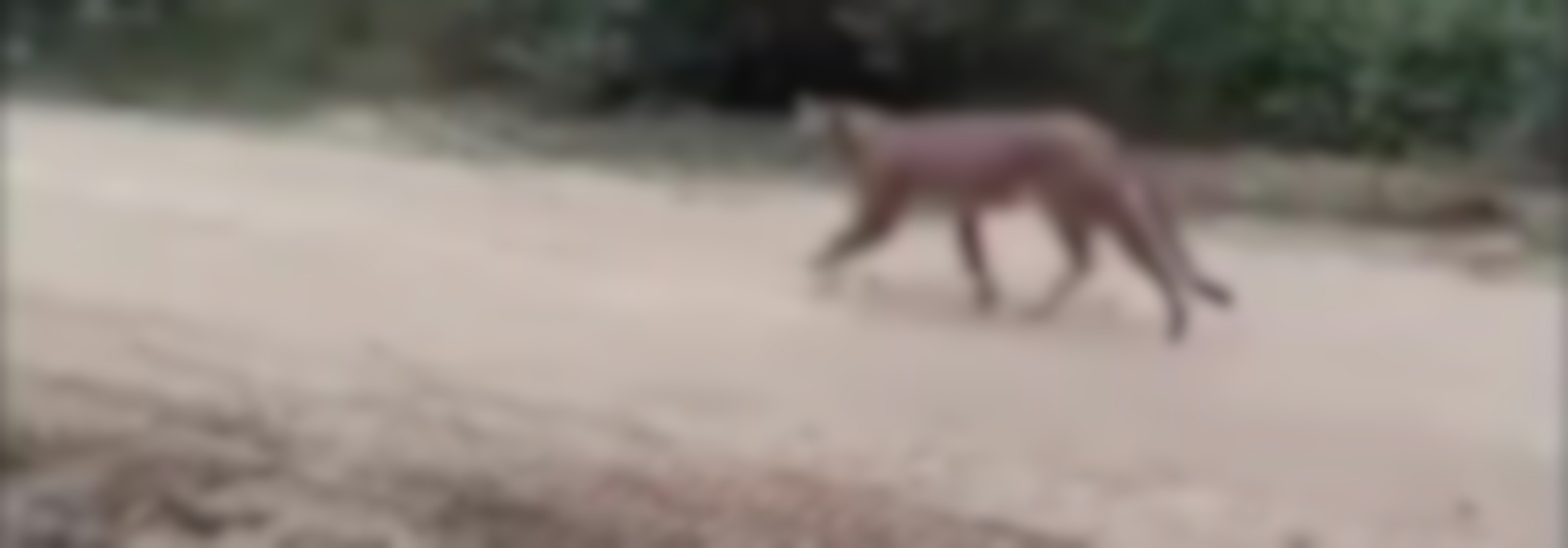 Maule en alerta por avistamiento de puma