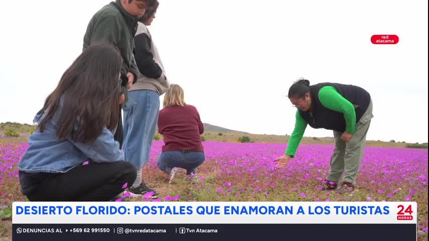 Desierto Florido: Postales que enamoran a los turistas