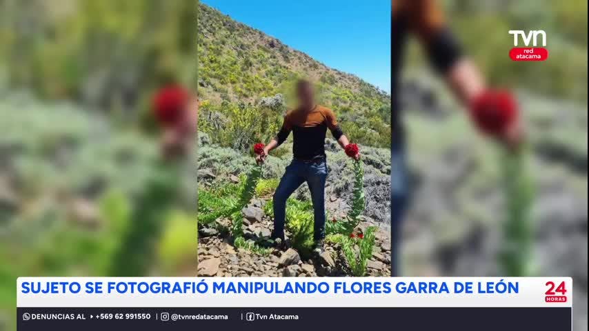 Sujeto se fotografió manipulando flores garra de león