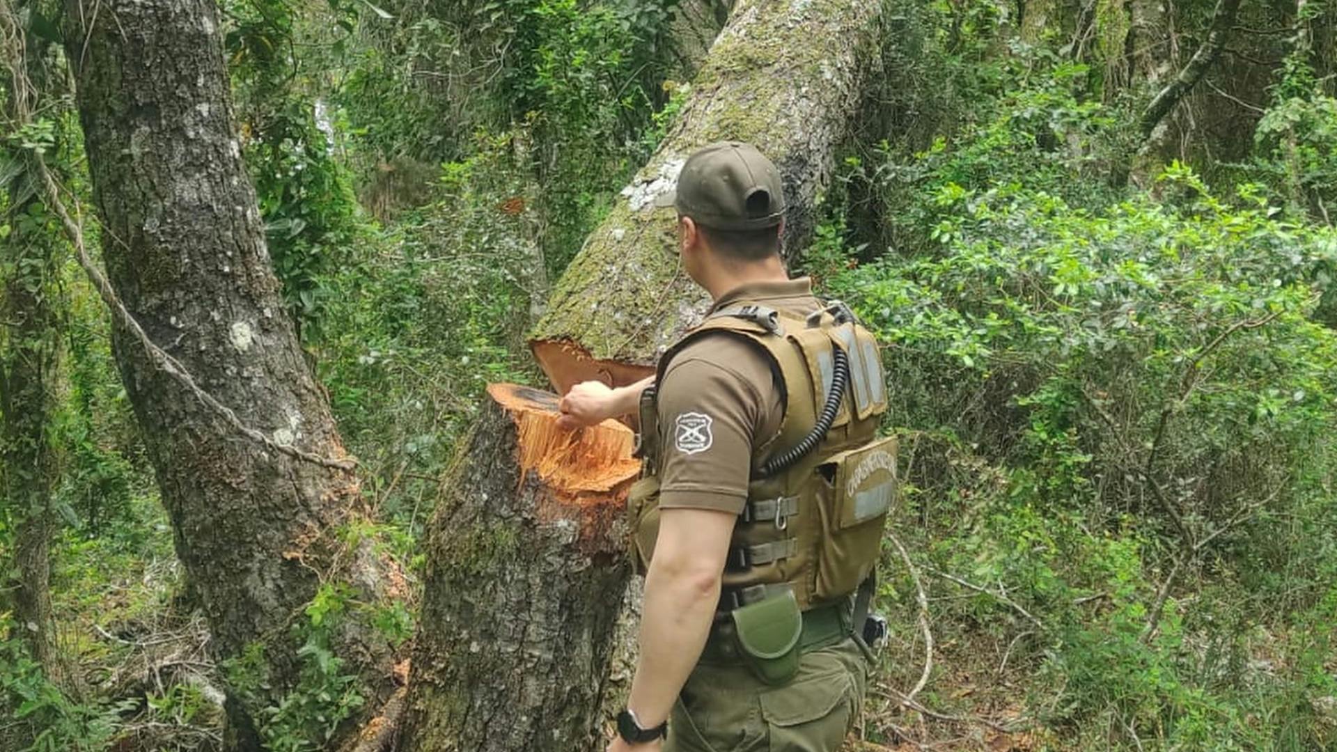 Detectan corte ilegal en el Parque Nonguén