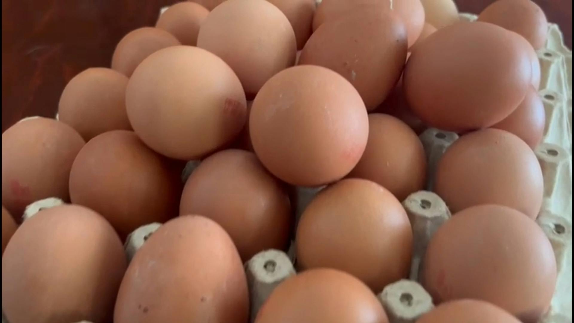 Síntesis regional de noticias: alertan sobre riesgos de consumir huevos de origen desconocido  
