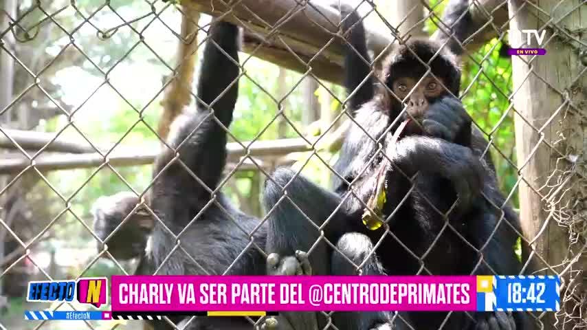 CENTRO DE PRIMATES EN CHILE 🐒 | CHARLY CONOCE A LOS MONOS RESCATADOS 