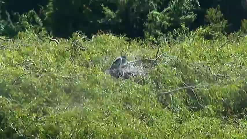 El Parque Museo Pedro del Río Zañartu celebra el Día de la Fauna Nativa observando aves endémicas