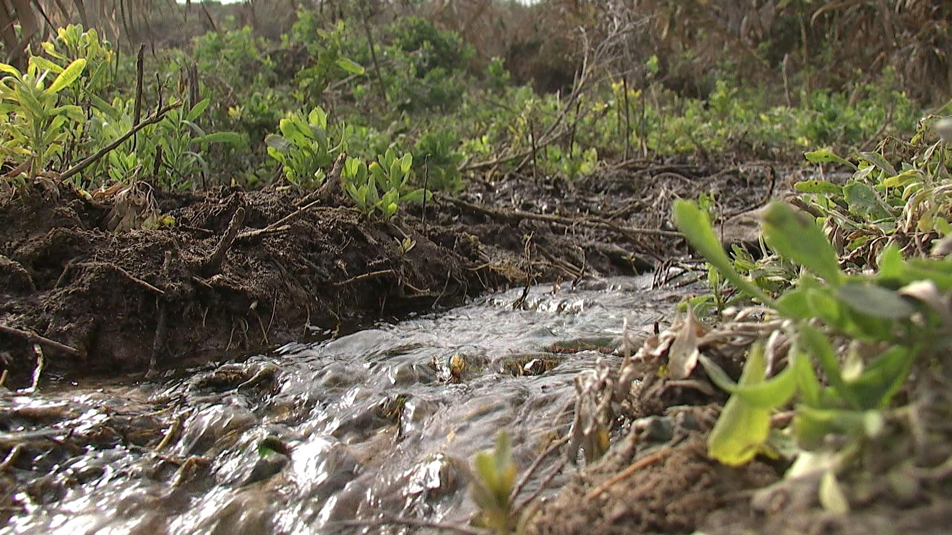 Síntesis regional de noticias: reconocimiento internacional a humedal urbano aguada La Chimba 