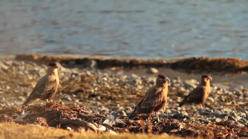 Selva Viva Patagonia: Rumbo al Fin del Mundo en Puerto Williams