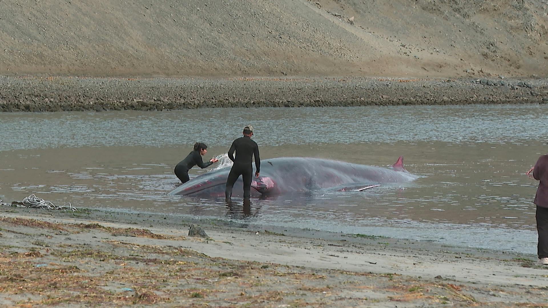 Muere ballena que varó en sector de Santa María  