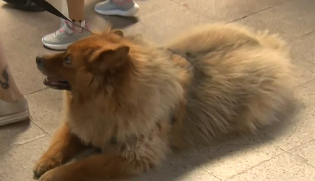 Los votantes más lindos: Los perritos se toman las elecciones en Chile 