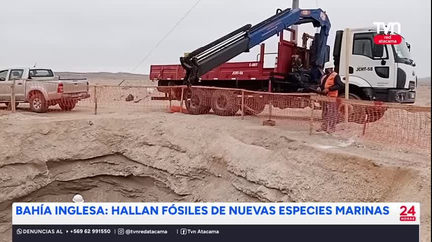 Pochitaserra: El nuevo tiburón fósil hallado en Atacama