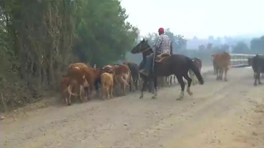 Planes de protección animal en emergencias presentan brechas en Chile