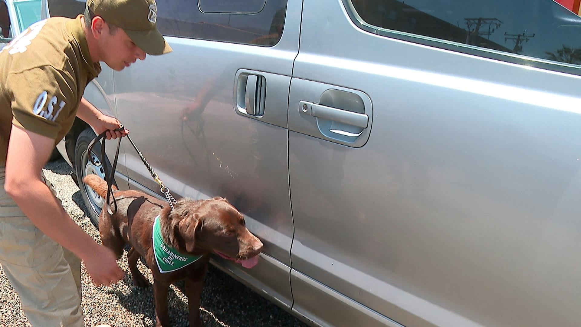 Ejemplares caninos llegan a Antofagasta por entrenamiento antidrogas 