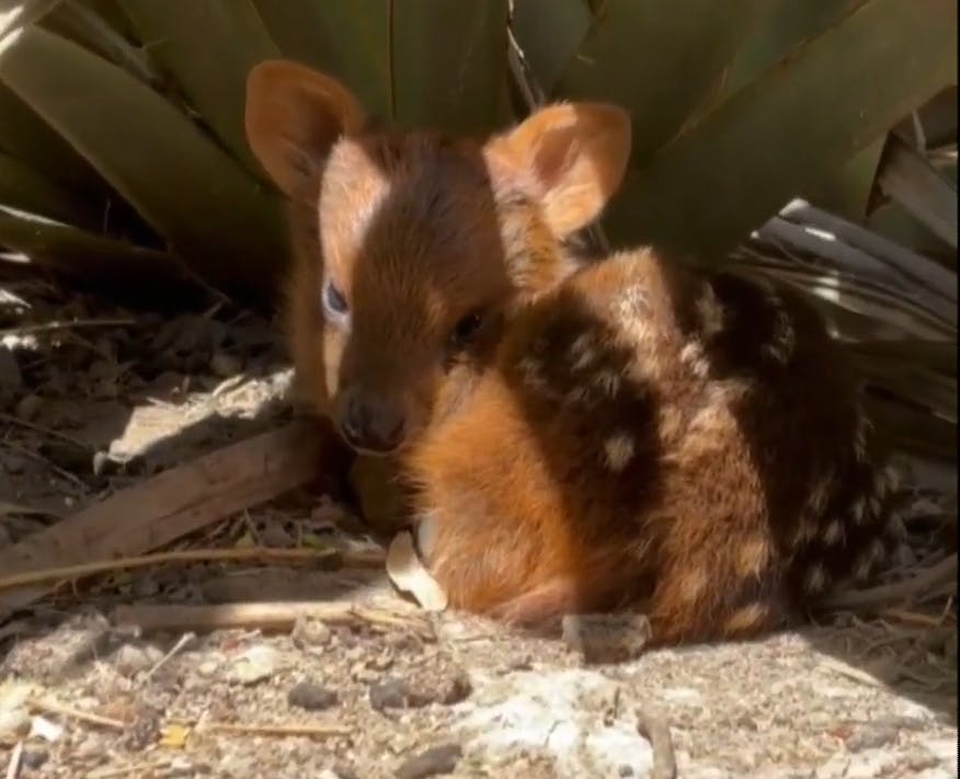 ¡Exceso de ternura! Conocemos a un pudú recién nacido