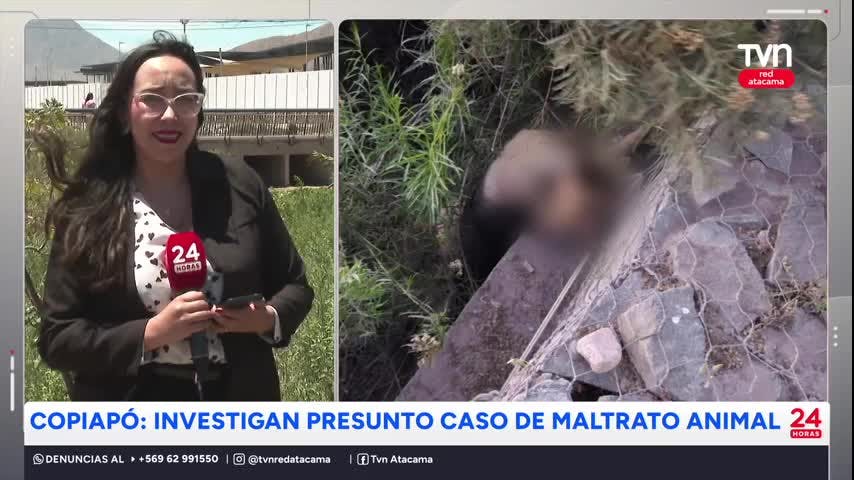 Copiapó: Investigan presunto caso de maltrato animal