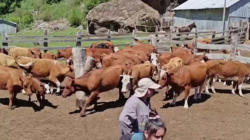 Inspección en época de veranadas en Ñuble