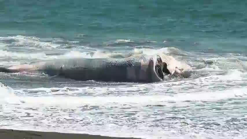 Vecinos alertaron por ballena sin vida que quedó varada en playa de Lomas Coloradas
