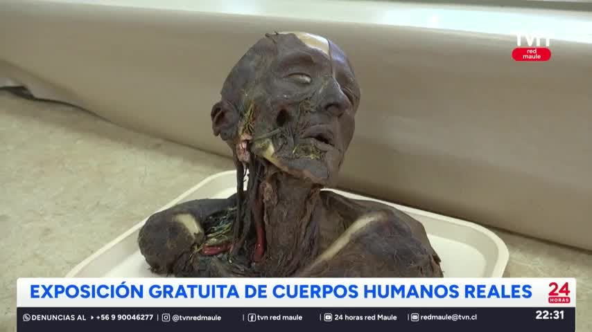 Exposición "Humanos: maravillas del cuerpo" llega a Talca