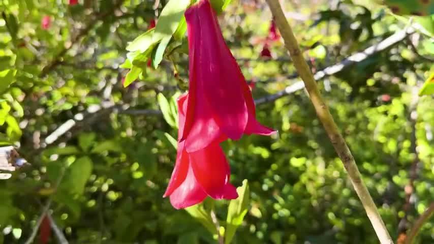 Tesoros Naturales en NTV: "El Copihue"