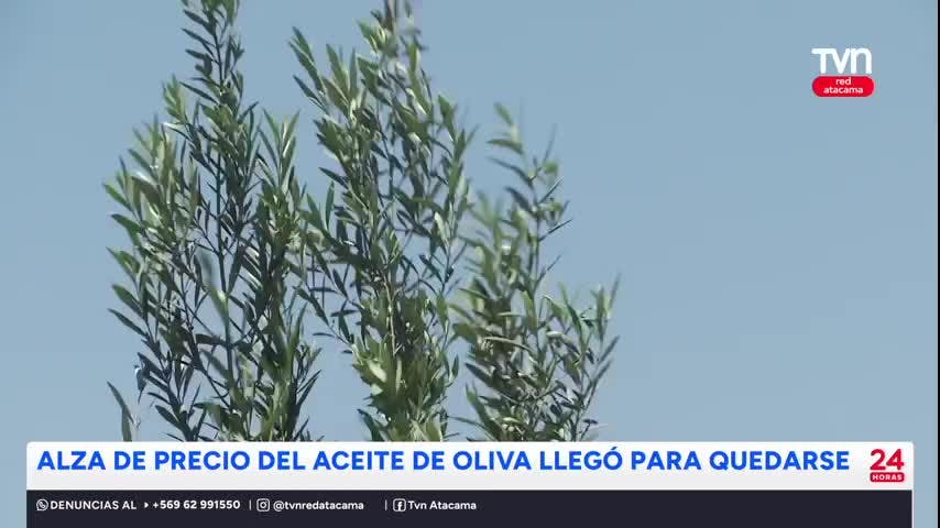 Alza en el precio del aceite de oliva