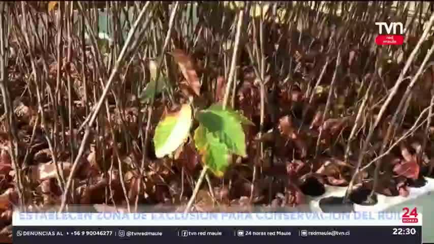 Programa busca proteger el Ruil como especie en peligro