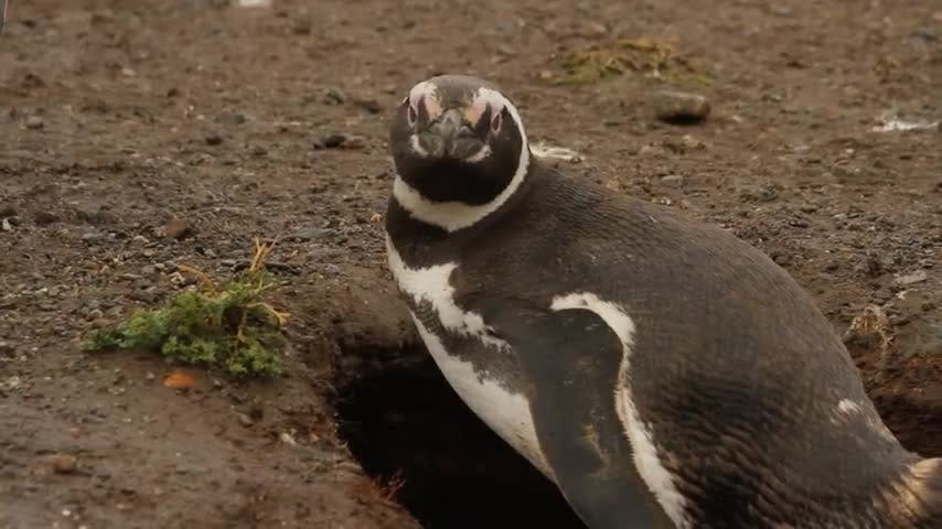 Selva Viva Patagonia: Tras las huellas del Pingüino de Magallanes