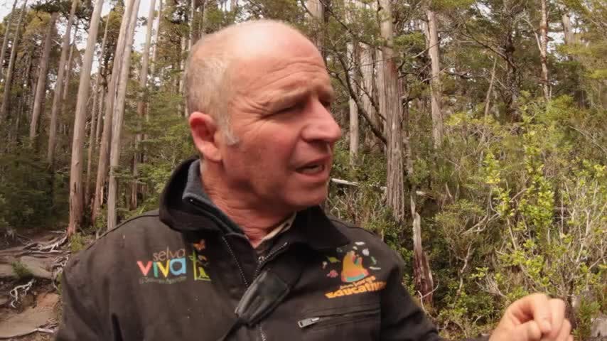 Selva Viva Patagonia: La respiración de la Tierra, bosques antárticos y gigantes sumergidos