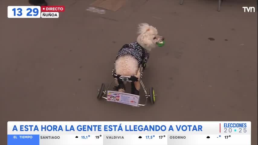 Brunito se robó el corazón de los votantes en el Estadio Nacional