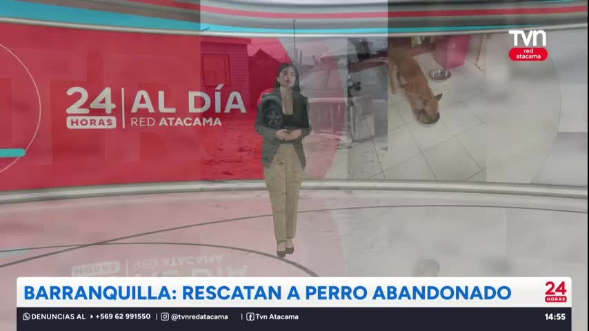 Rescatan a perro abandonado en Barranquilla