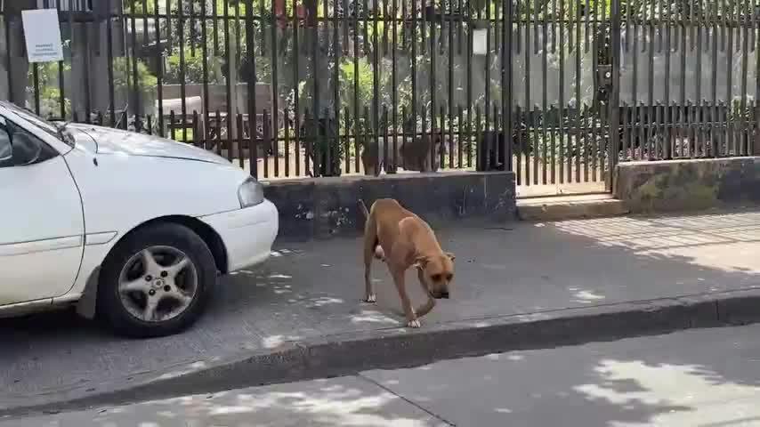 Tres perros atacan a mujer dentro de su casa
