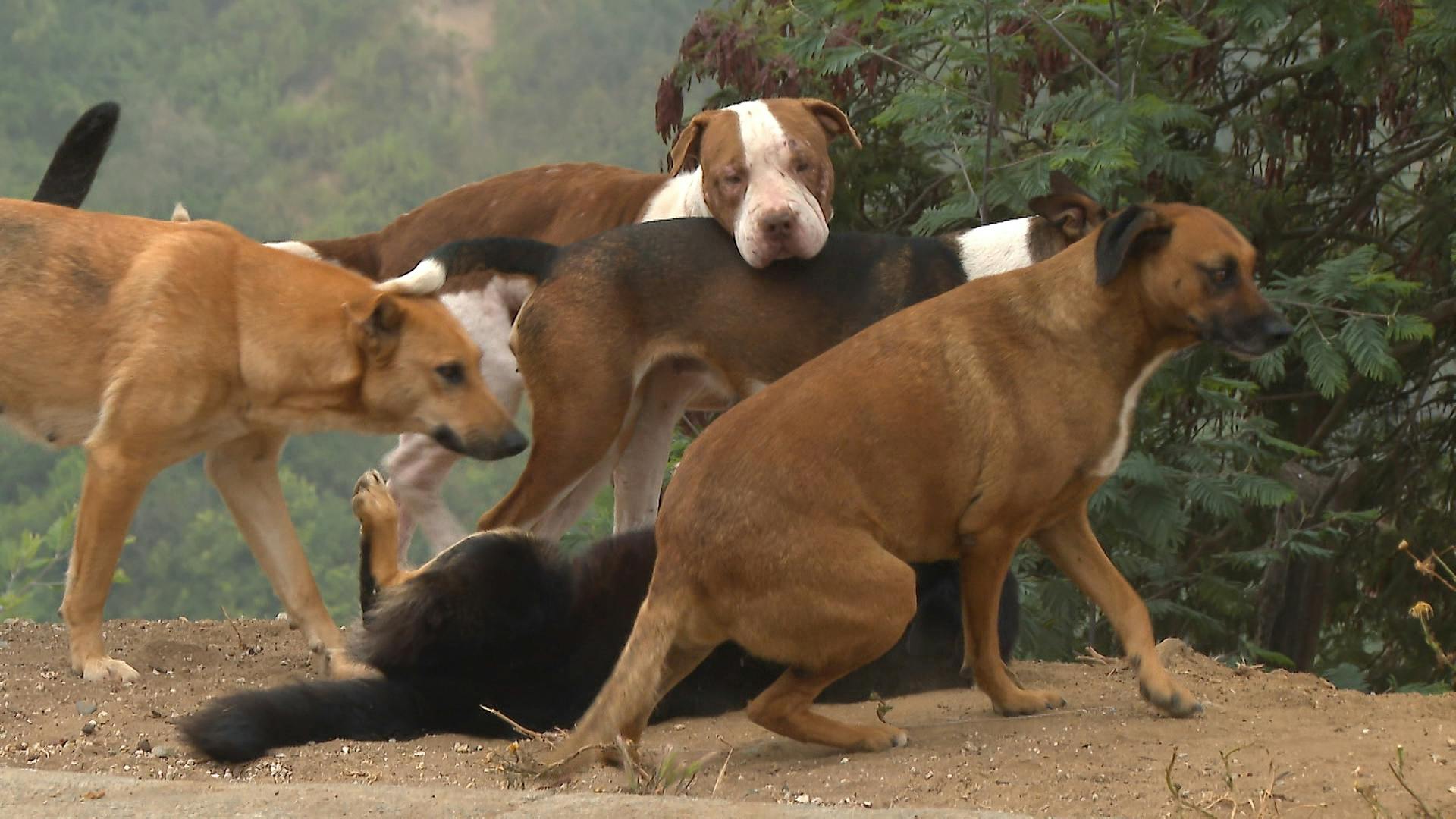 Jauría de perros ataca a mujer en Valparaíso