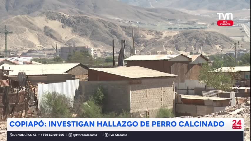 Investigan hallazgo de perro calcinado en Copiapó