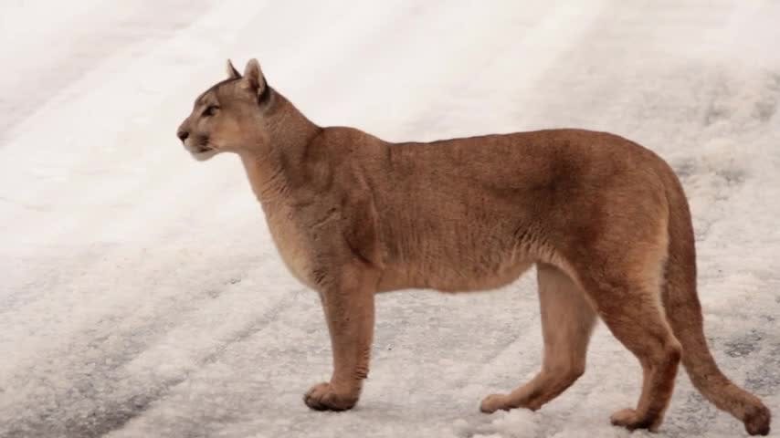 Selva Viva Patagonia: Tras las huellas del puma en invierno