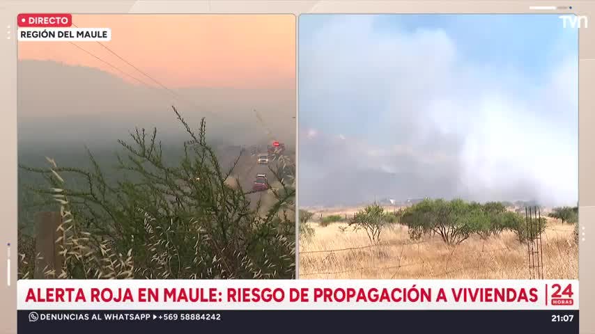 Alerta roja por incendio forestal en el Maule: Hay riesgo de propagación a viviendas