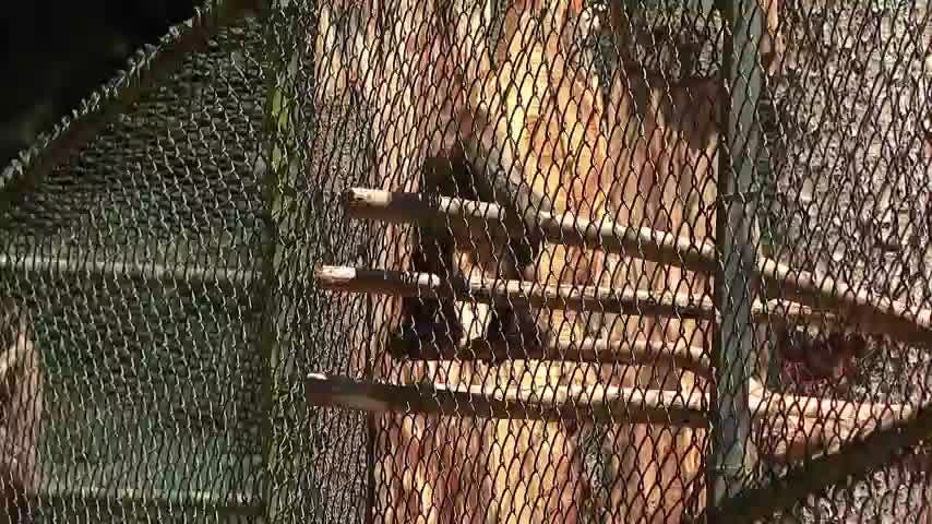 SAG detectó falta en protocolo tras fuga de mona en zoológico