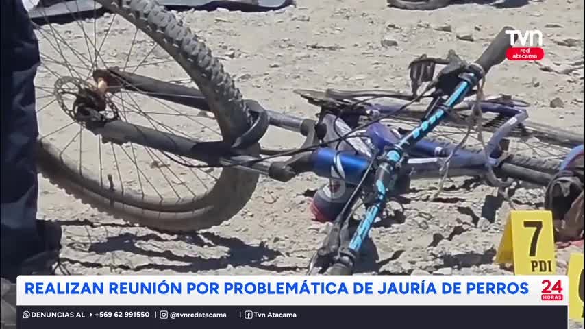 Abordan problemática de jauría de perros en Copiapó