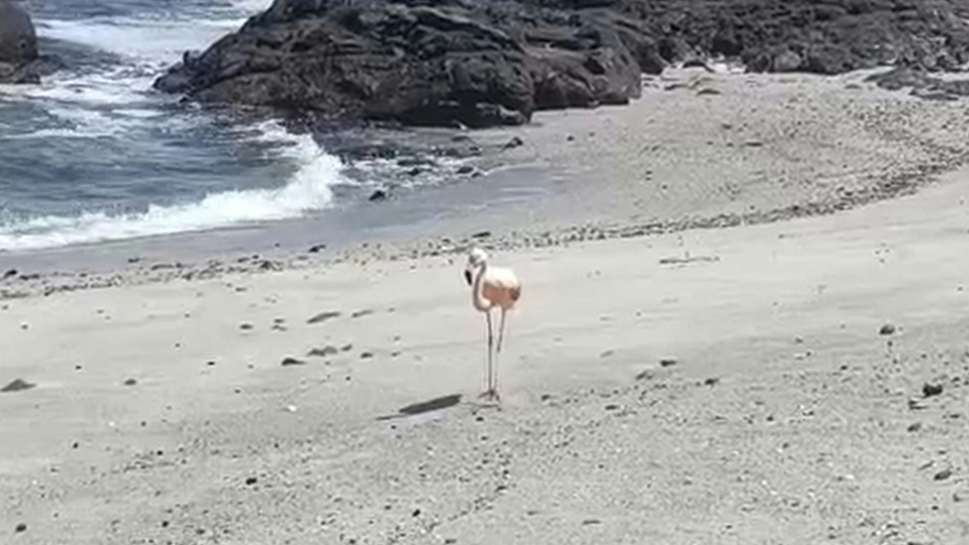 Flamenco andino se paseo por las playas de la capital regional 