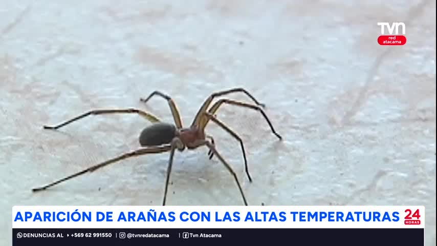 Aparición de arañas con las altas temperaturas