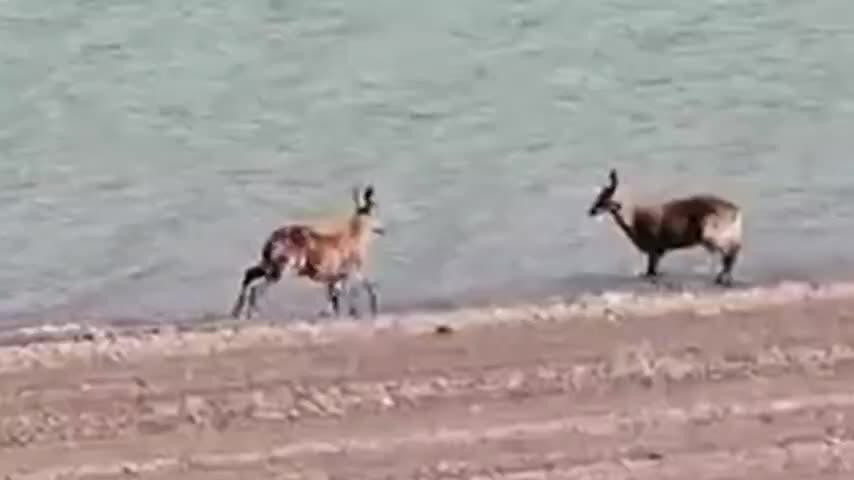 Hembras huemules fueron captadas paseando por el Parque Nacional Laguna del Laja
