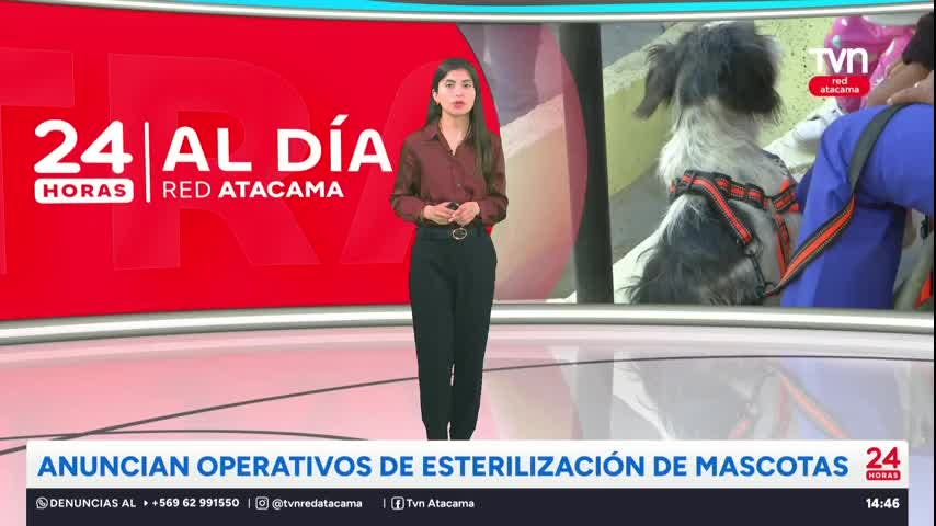Anuncian operativos de esterilización de mascotas