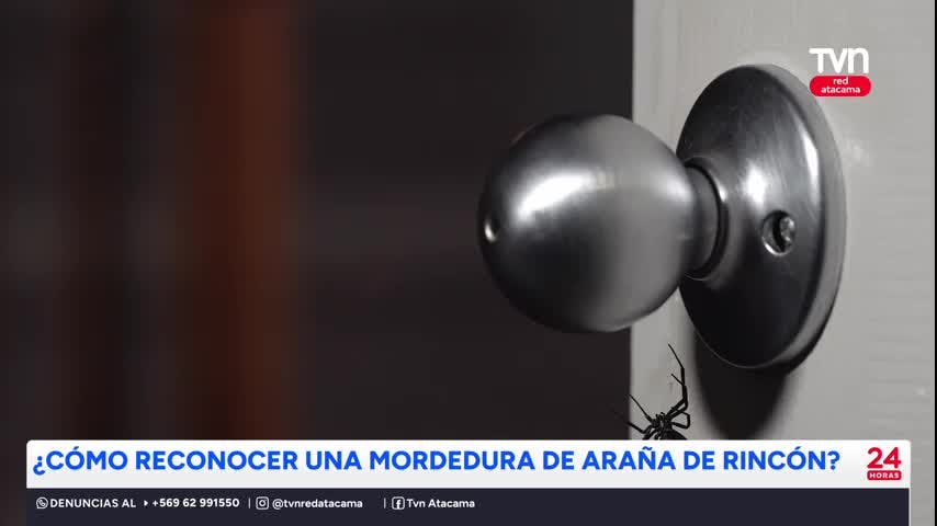 ¿Cómo reconocer una mordedura de araña de rincón?