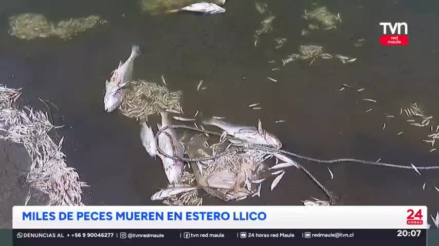 Miles de peces mueren en Vichuquén