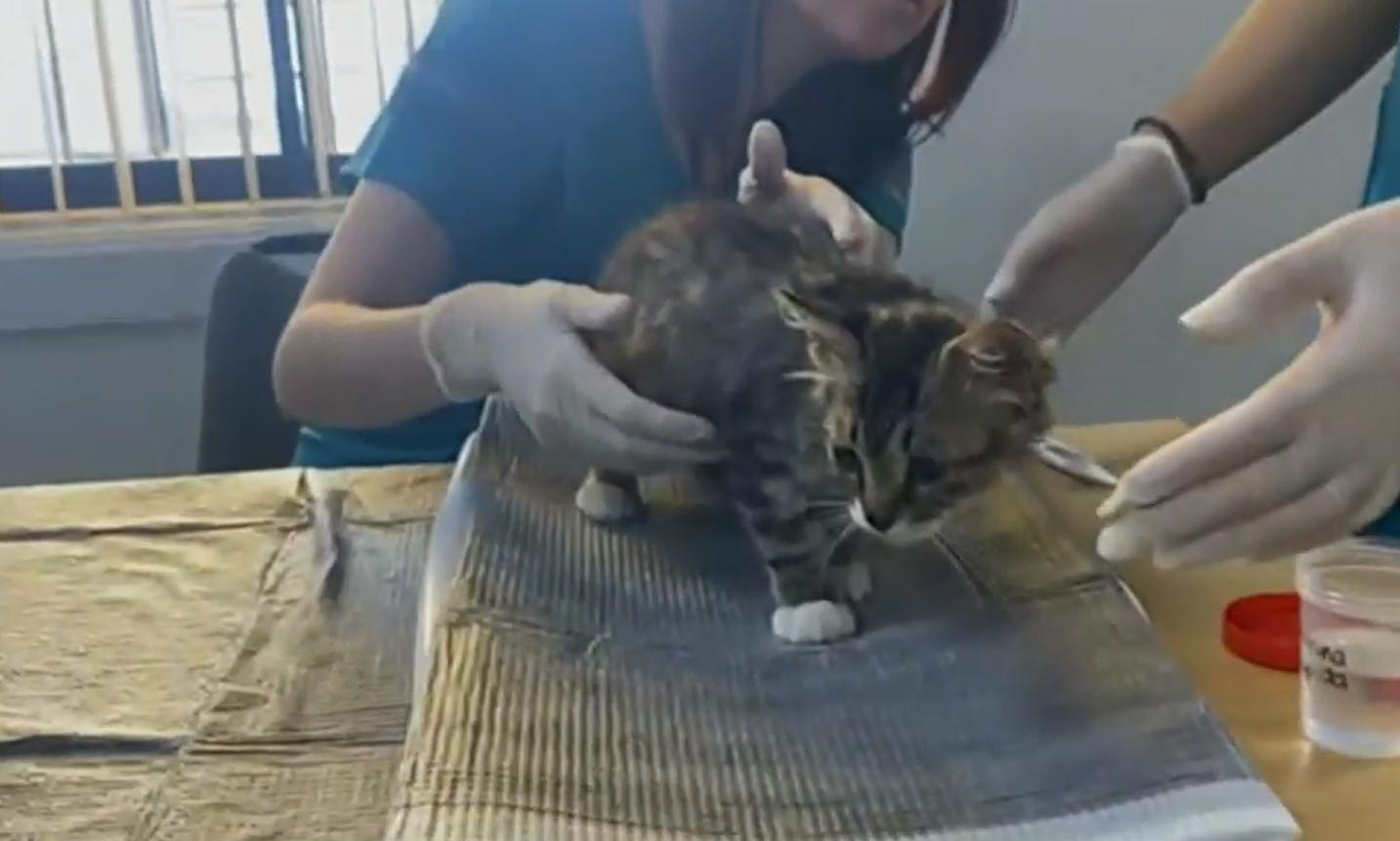 "Fundación Ayuda Callejeros" inicia campaña para perritos y gatitos damnificados por incendios