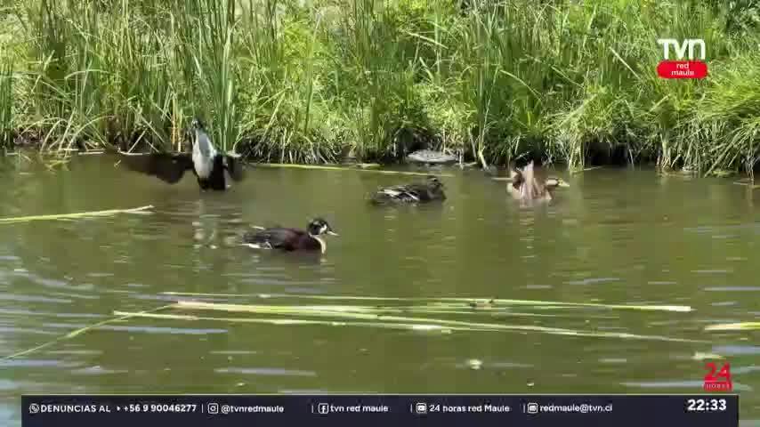 Vacaciones en Talca: panoramas familiares para disfrutar el verano sin salir de la ciudad