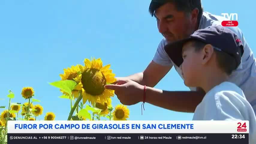 Campo de Girasoles ha llamado la atención