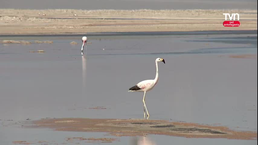 Censo de flamencos altoanidnos 