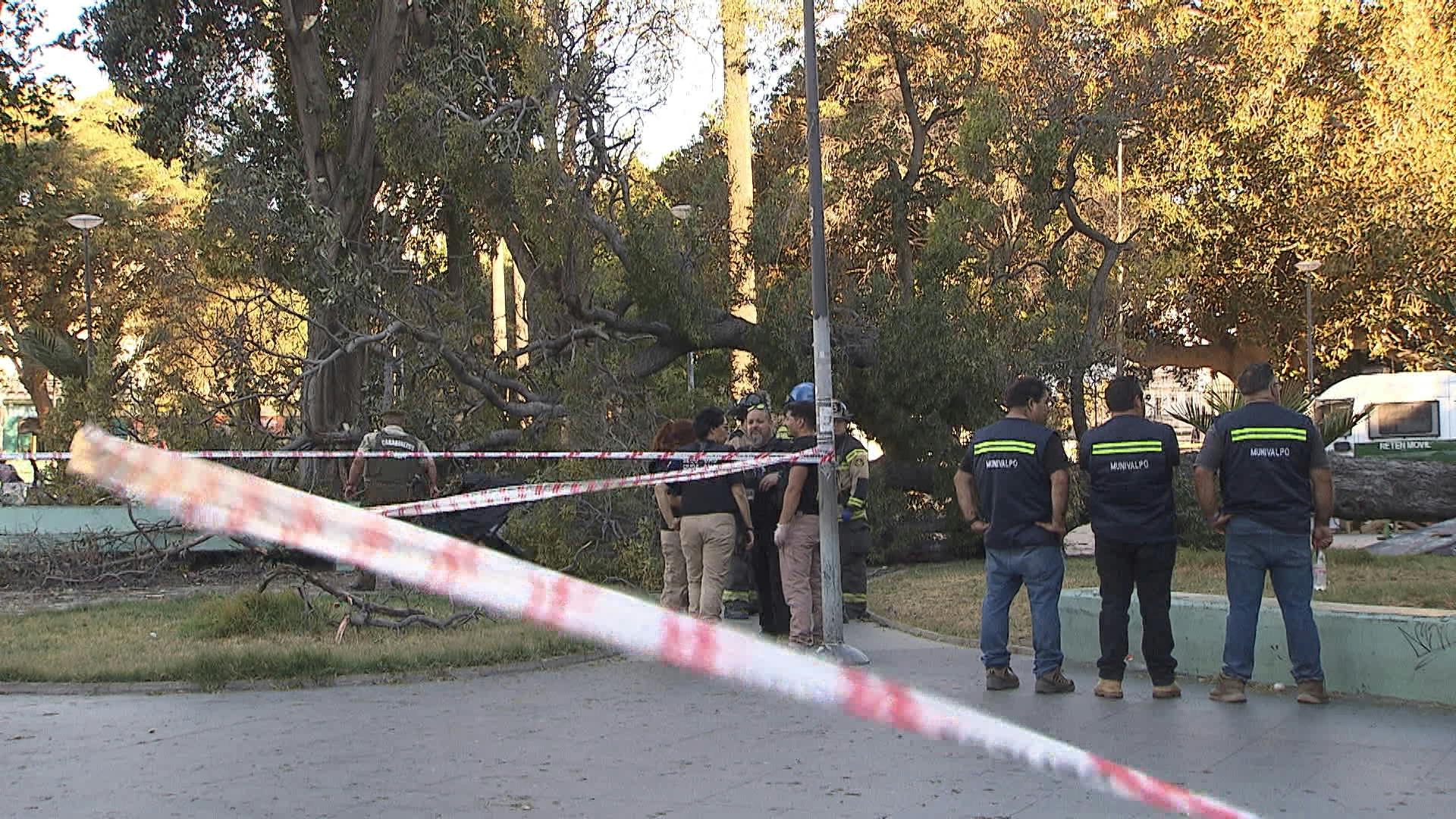 Hombre muere tras ser impactado por árbol en Valparaíso 